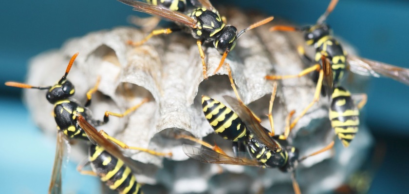 Wasp problems contact a BPCA member today